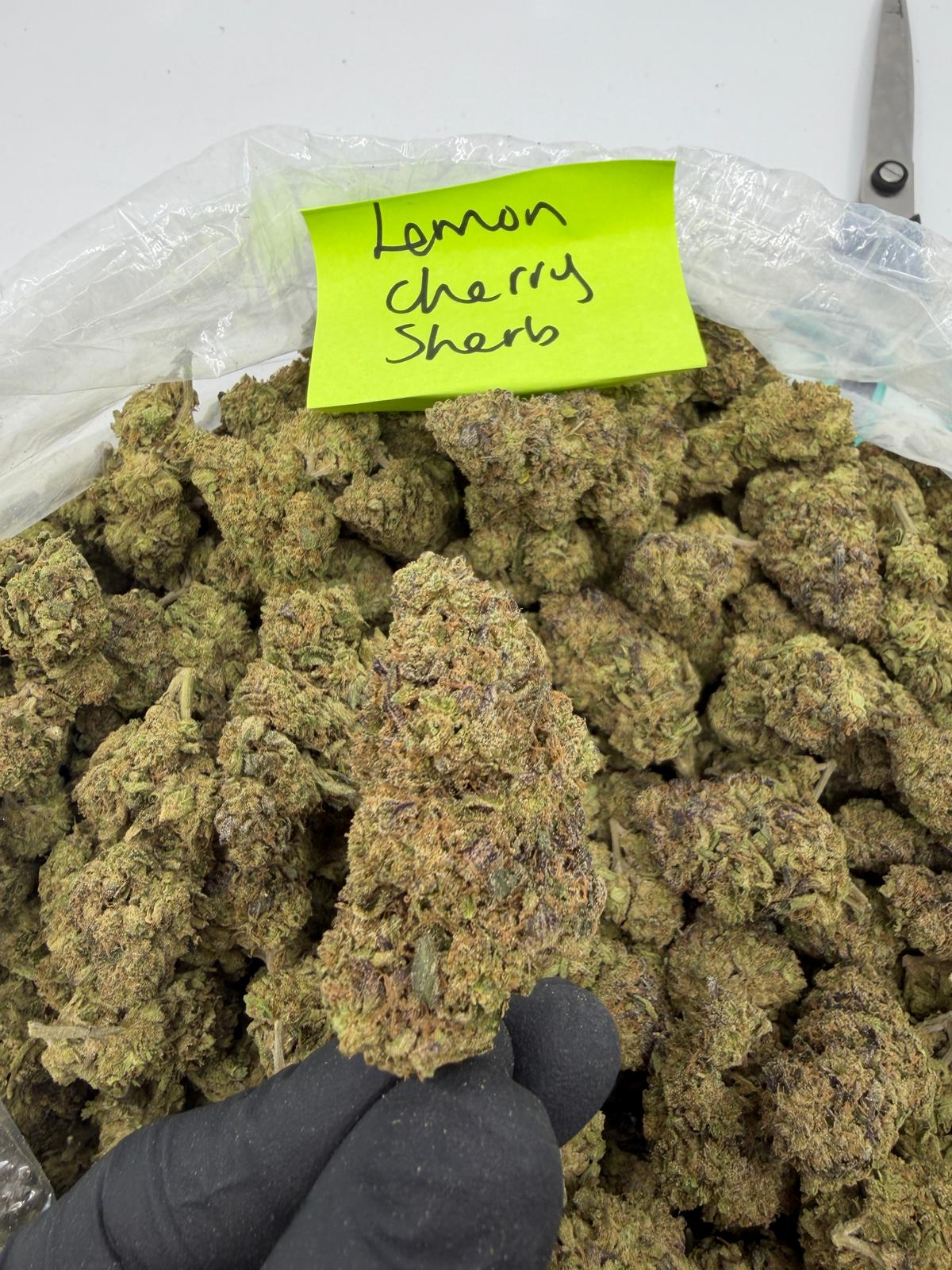 Indica |Lemon Cherry Sherbet THCa Flower | Light Assist