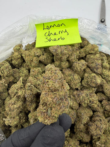 Indica |Lemon Cherry Sherbet THCa Flower | Light Assist